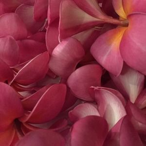 Meet your Posher, Debra jan